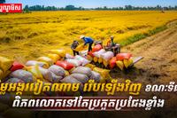វិស័យស្រូវ-អង្ករ