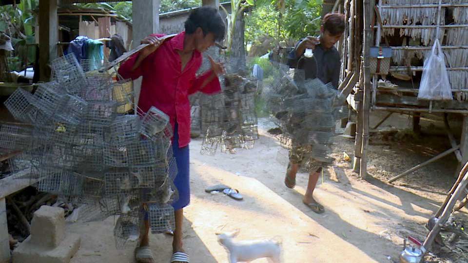 យុវជន​នៅ​ស្រុក​ពាមរក៍ ខេត្ត​ព្រៃវែង នាំគ្នា​ដាក់​អង្គប់​ទាក់​កណ្ដុរ​ស្រែ​លក់​ឲ្យ​ឈ្មួញ​វៀតណាម។