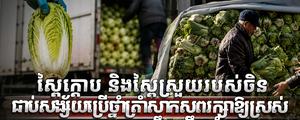 ស្ពៃក្តោប