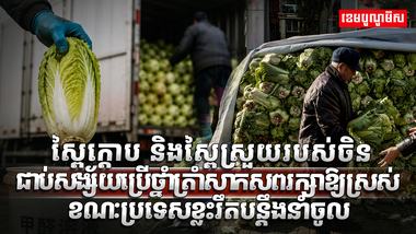ស្ពៃក្តោប