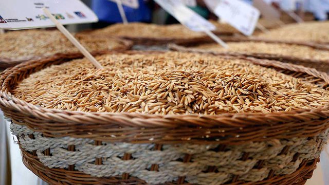 បង់ក្លាដេស​ធ្លាប់ចរចា​ទិញ​អង្ករ​ពី​កម្ពុជា ប៉ុន្តែ ឥឡូវ​ទិញ​ពី​វៀតណាម​រាប់សែន​តោន​ក្នុង​មួយឆ្នាំ។ រូបភាព៖ ហេង ភារម្យ