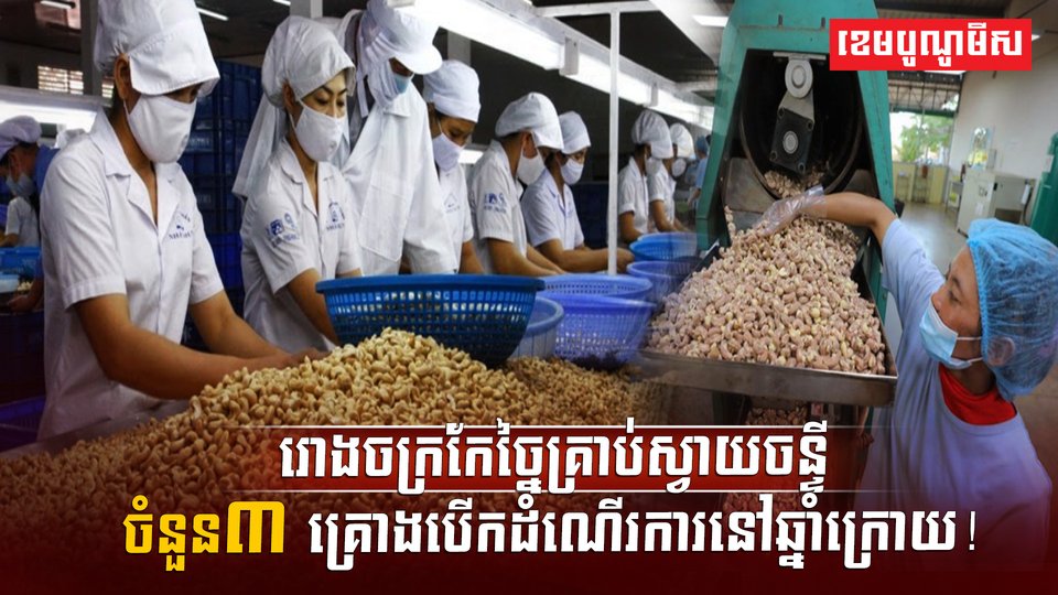 ដំណាំស្វាយចន្ទី