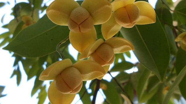 រំដួល