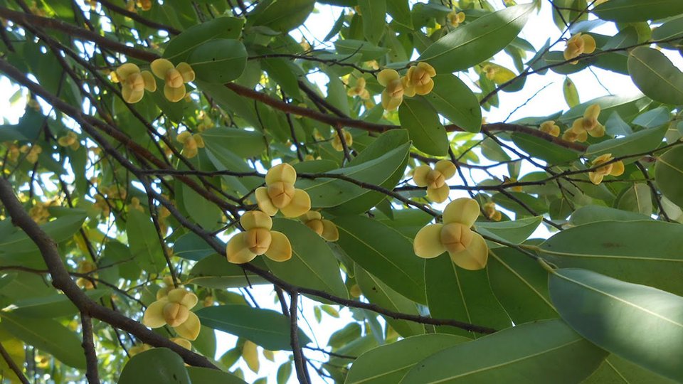 រំដួល