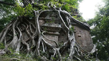 ឫស​ឈើ​ដុះ​រុំ​ព័ទ្ធ​កូន​ប្រាសាទ​មួយ​ស្ថិត​នៅ​ក្នុង​បរិវេណ​តំបន់​ប្រាសាទ​សម្បូរ​ព្រៃ​គុក