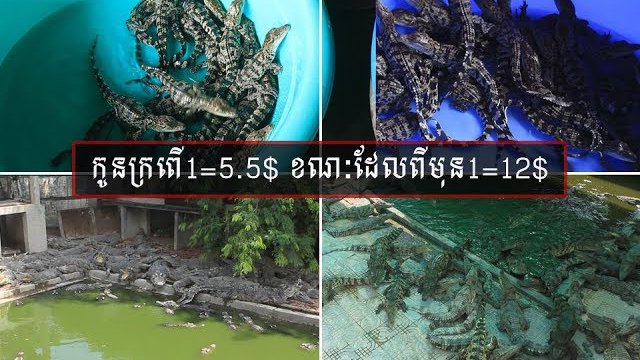 [VIDEO] អ្នកចិញ្ចឹមក្រពើ​យកកូនលក់ ត្អូញត្អែរ​ពីតម្លៃ​ធ្លាក់ចុះ នាំ​ឲ្យ​រកស៊ីខាត