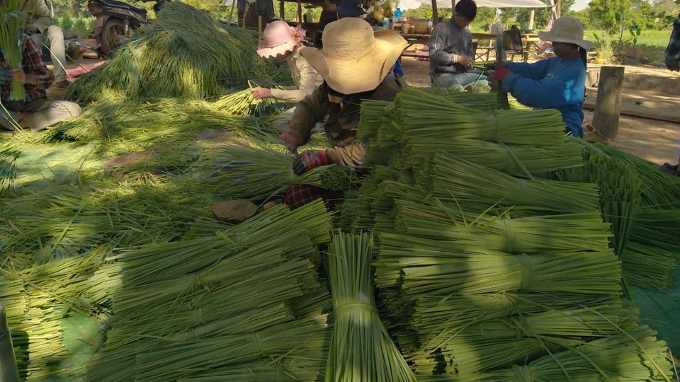 សកម្មភាពក្រុមកសិករដាំស្លឹកគ្រៃភ្លុកដំរីក្នុងខេត្តសៀមរាមកំពុងប្រមូលផលស្លឹកគ្រៃសម្រាប់នាំទៅថៃ