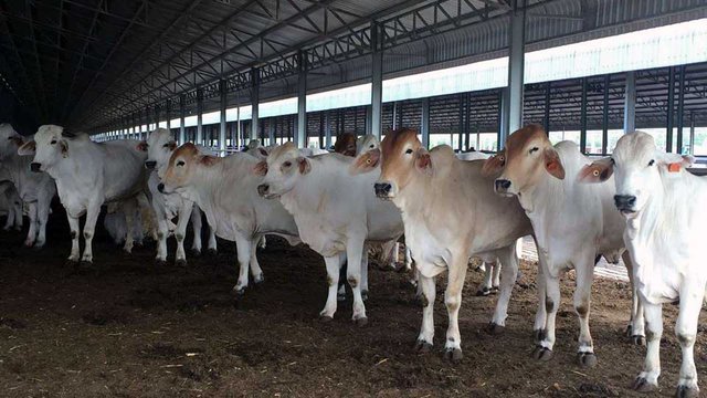 ទីសត្តឃាតគោអូស្ត្រាលី