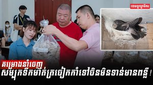 សម្បុកត្រចៀកកាំ