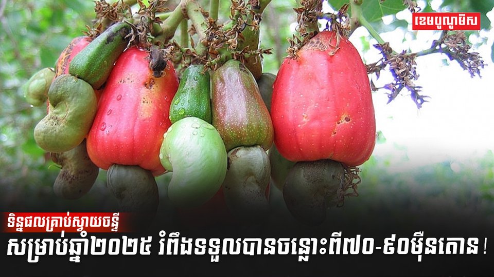 ដំណាំស្វាយចន្ទី