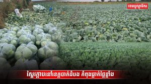 វិស័យកសិកម្ម