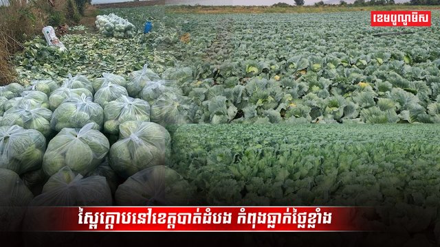 វិស័យកសិកម្ម