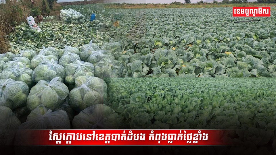 វិស័យកសិកម្ម