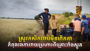 ទីផ្សារស្រូវ