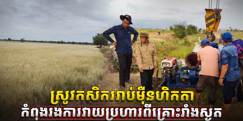 ទីផ្សារស្រូវ