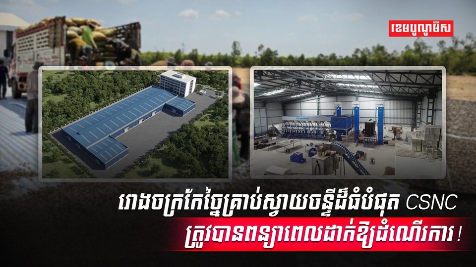 ដំណាំស្វាយចន្ទី
