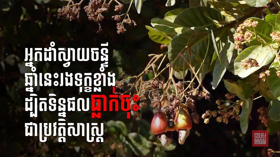 អ្នកដាំស្វាយចន្ទីឆ្នាំនេះរងទុក្ខខ្លាំង ដ្បិតទិន្នផលធ្លាក់ចុះជាប្រវត្តិសាស្រ្តមិនធ្លាប់មានពីមុនមក