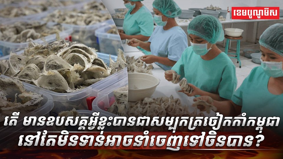 សម្បុកត្រចៀកកាំ​​