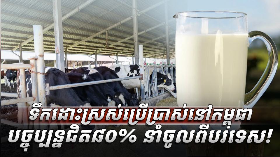 ទឹកគោស្រស់
