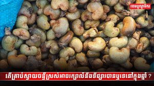 ដំណាំស្វាយចន្ទី