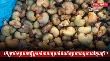 ដំណាំស្វាយចន្ទី