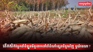 វិស័យកសិកម្ម