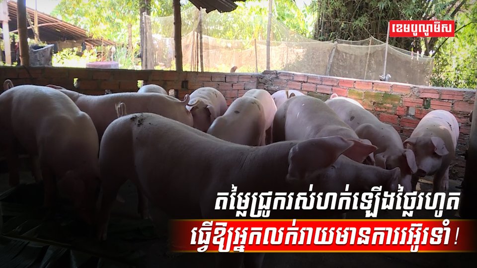 តម្លៃជ្រូករស់