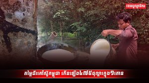 ដំណាំកៅស៊ូ