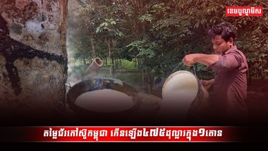 ដំណាំកៅស៊ូ