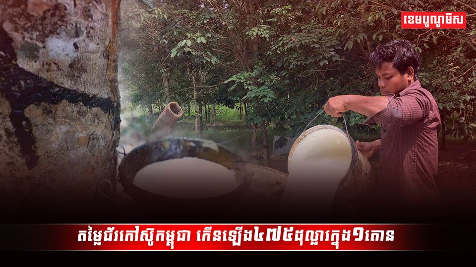 ដំណាំកៅស៊ូ
