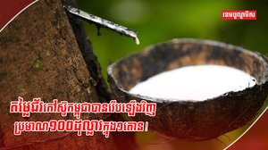 ដំណាំកៅស៊ូ