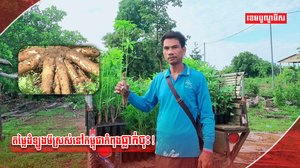 វិស័យកសិកម្ម