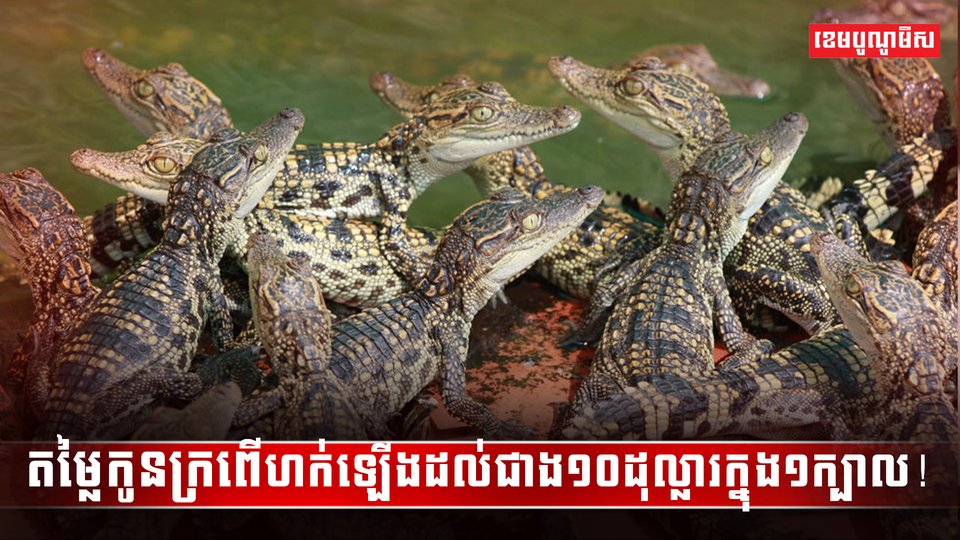 ទីផ្សារសត្វក្រពើ