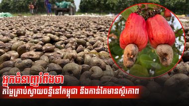 វិស័យកសិកម្ម