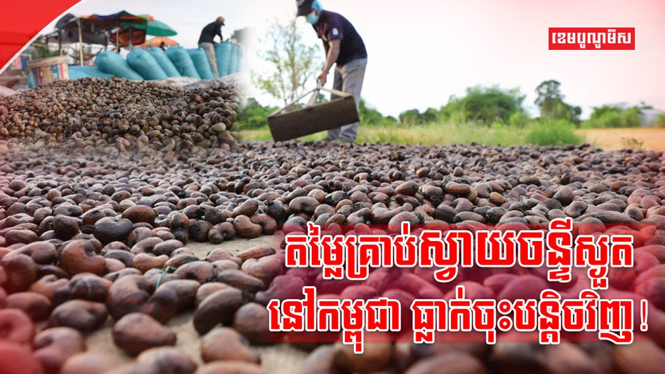 ដំណាំស្វាយចន្ទី