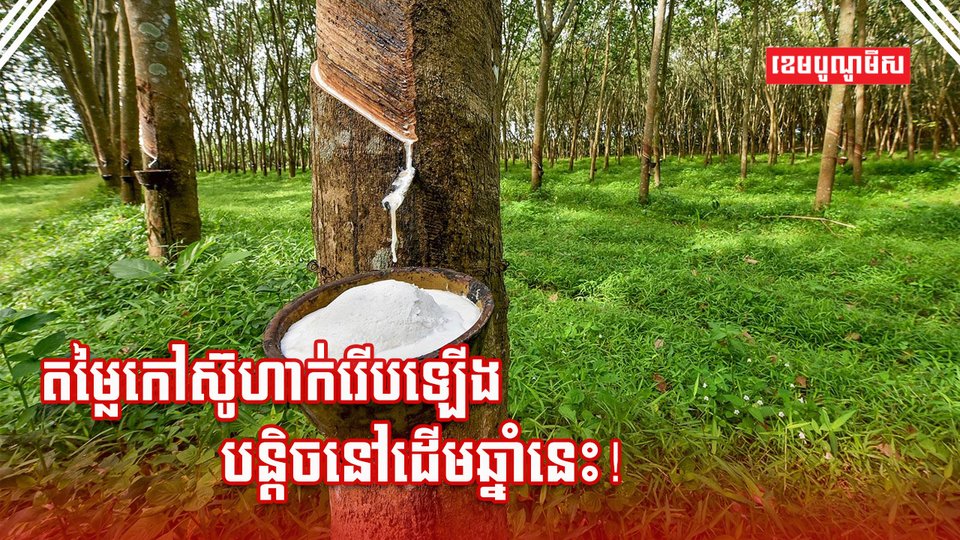 ដំណាំកៅស៊ូ