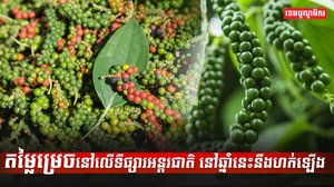 ដំណាំម្រេច