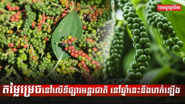 ដំណាំម្រេច
