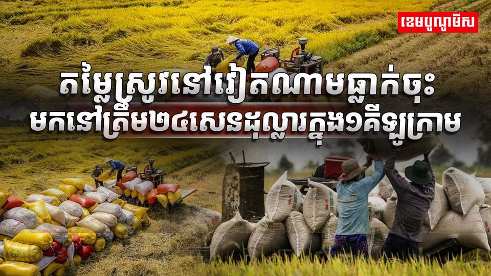 វិស័យស្រូវ អង្ករ