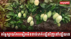 វិស័យកសិកម្ម