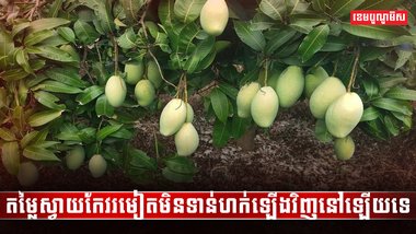 វិស័យកសិកម្ម