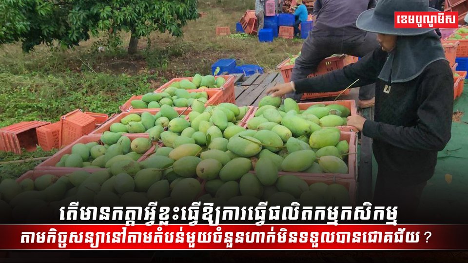 វិស័យកសិកម្ម