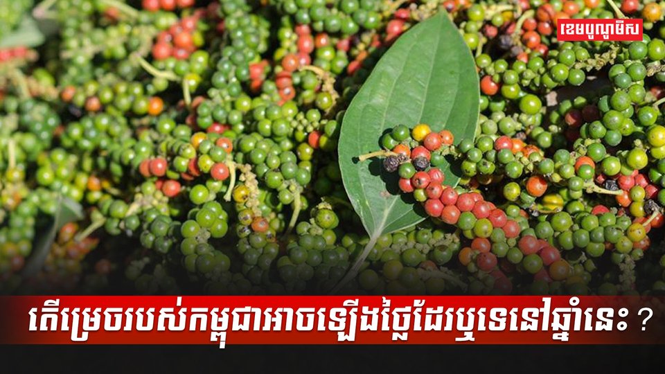 ដំណាំម្រេច