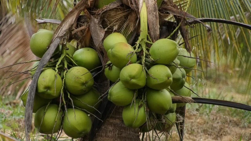 ក្រសួងកសិកម្ម បាននិងកំពុងជំរុញបន្ថែមលើការនាំចេញដូងក្រអូប និងកសិផលមួយចំនួនទៀត ទៅទីផ្សារចិន