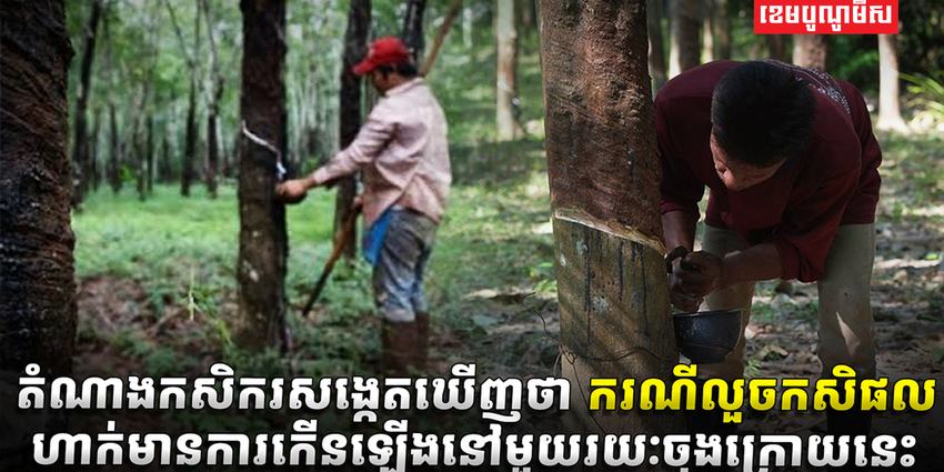 វិស័យកសិកម្ម