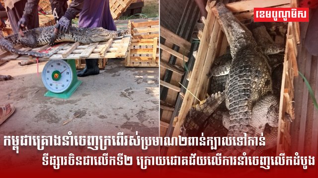 ទីផ្សារសត្វក្រពើ
