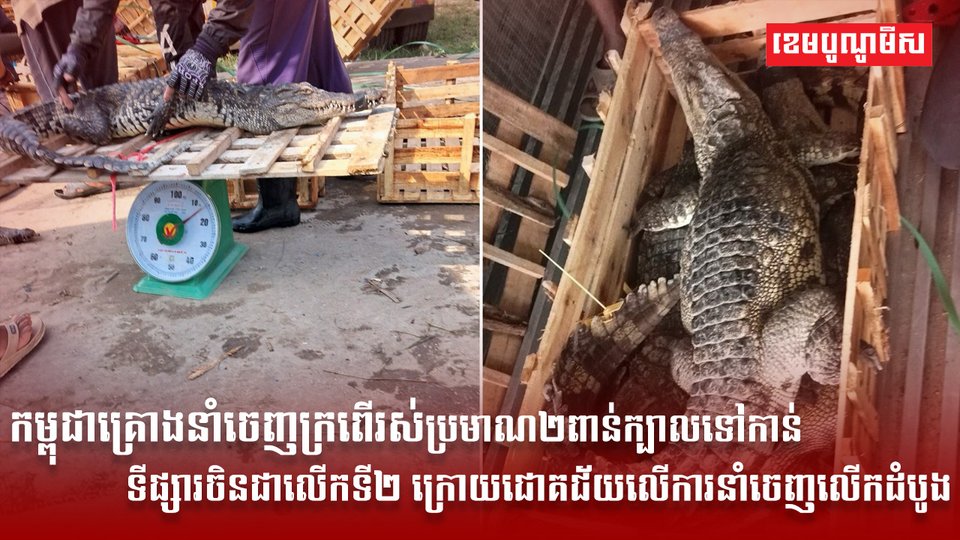 ទីផ្សារសត្វក្រពើ