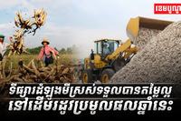 ទីផ្សារដំឡូងមីស្រស់ទទួលបានតម្លៃល្អនៅដើមរដូវប្រមូលផលឆ្នាំនេះ