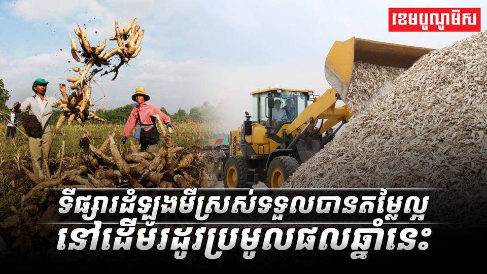 ទីផ្សារដំឡូងមីស្រស់ទទួលបានតម្លៃល្អនៅដើមរដូវប្រមូលផលឆ្នាំនេះ