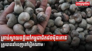 គ្រាប់ស្វាយចន្ទីឆៅ